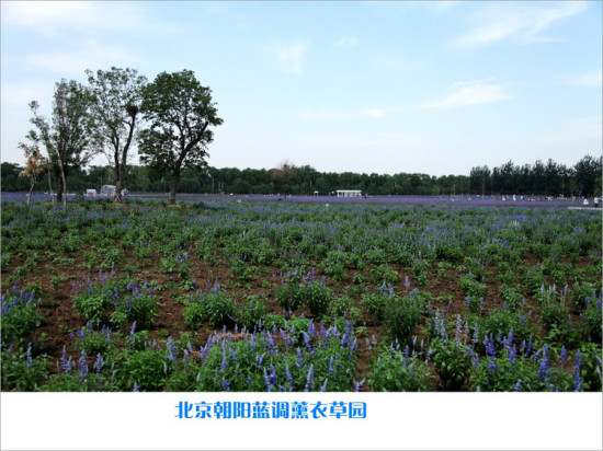 ����޹�²�ׯ԰-ֲ�ﻨ��