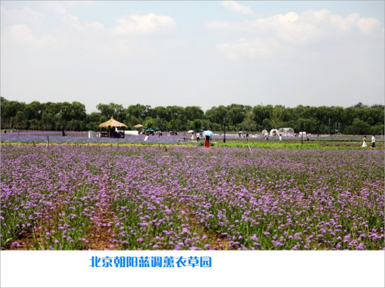 ����޹�²�ׯ԰-ֲ�ﻨ��