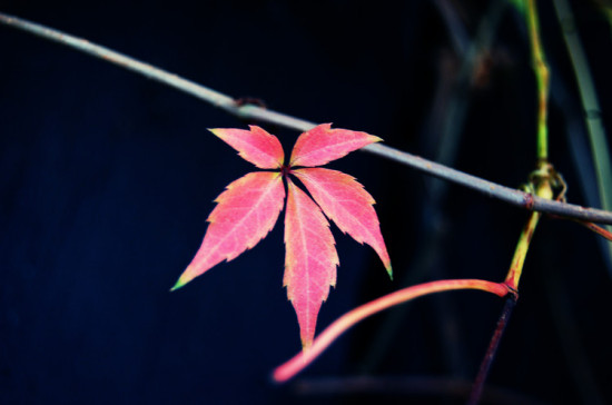 �߹�����Щ�羰-��Ȼ�羰