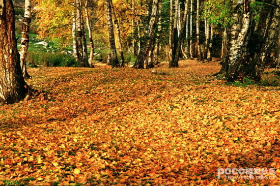 Ҷ��ʱ��-��Ȼ�羰