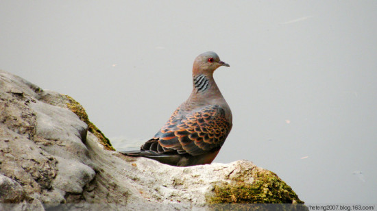 ������<span class=lxw>[ע: ������-���ϵ��ڶ�Ȫˮ���󲿷�����Ǳ��������һ�����������������ķ��Ĵ�������������������С����ͤ�����ŵ����ԣ�����������鷨��������д��һ��������������ɻ���������һ��ɽɫ��Ǻ�����]</span>����һ��-��Ȼ�羰