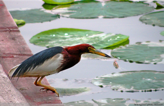 ����������һ��-��Ȼ�羰