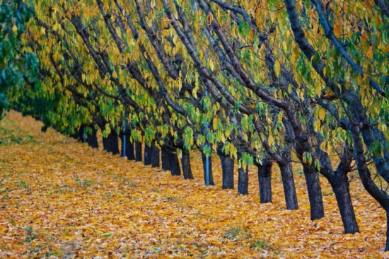 ������������<span class=lxw>[ע: ������(Ӣ�New Zealand��������ʩ�أ�ë���Aotearoa�����룺�����������ߡ�����Ϊ��������֮�硱����ͨ�����������Ǹ�������ң�λ��̫ƽ�����ϲ������Ĵ�����Լ1,600���]</span>�ϵ�<span class=lxw>[ע: �ϵ������������ĵ��죬�����ʮ�����졣���Կ�˺�Ͽ�뱱��������ϸ����ֺ�Ͽ��˹ͼ���ص�����,����Ĵ�����1600���]</span>��ɫ-��Ȼ�羰