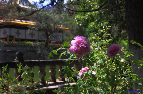 �޲��ֿ�-��Ȼ�羰