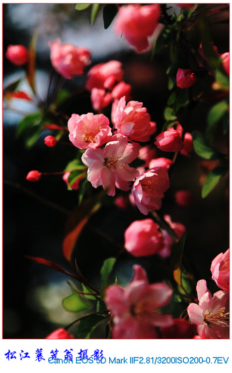 ��ӳ��˿���ĺ�ӭ��-ֲ�ﻨ��