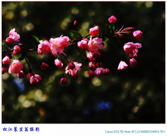 ��ӳ��˿���ĺ�ӭ��-ֲ�ﻨ��