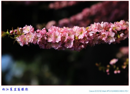 ��ӳ��˿���ĺ�ӭ��-ֲ�ﻨ��