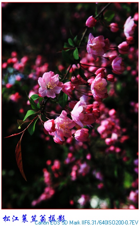 ��ӳ��˿���ĺ�ӭ��-ֲ�ﻨ��