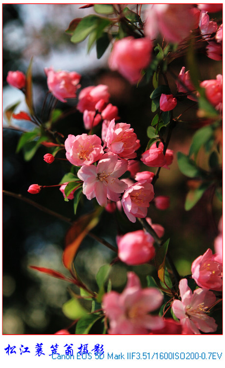 ��ӳ��˿���ĺ�ӭ��-ֲ�ﻨ��