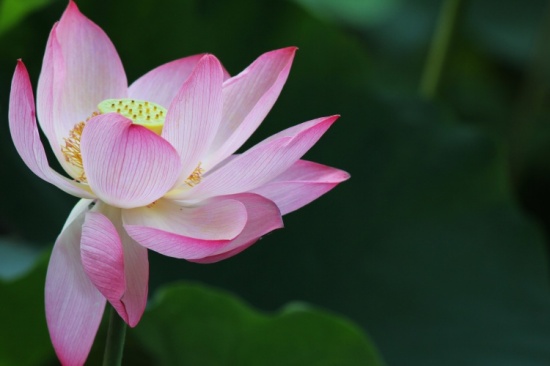 ӳ�պɻ�������-ֲ�ﻨ��