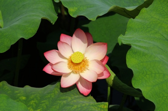 ӳ�պɻ�������-ֲ�ﻨ��