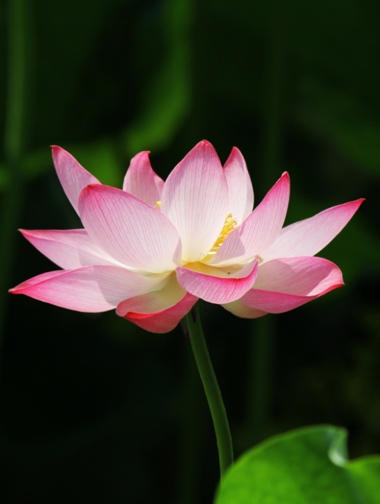 ӳ�պɻ�������-ֲ�ﻨ��