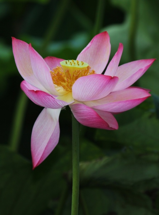 ӳ�պɻ�������-ֲ�ﻨ��