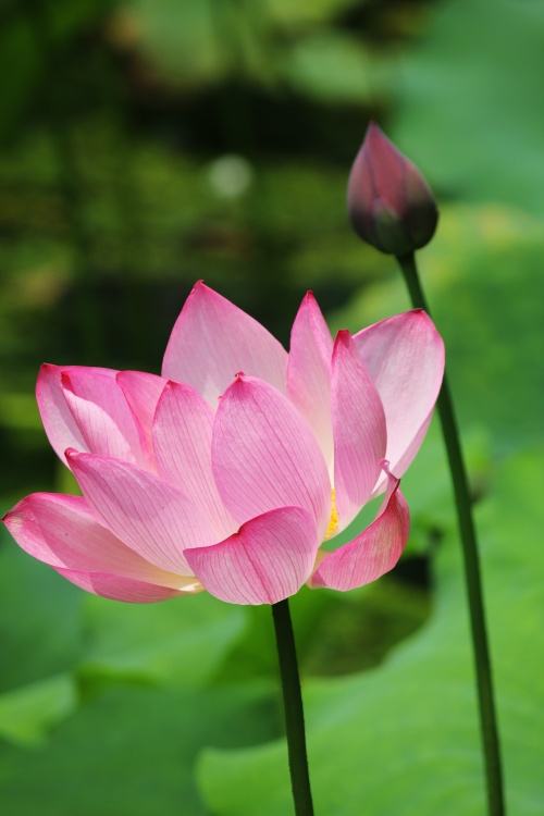 ӳ�պɻ�������-ֲ�ﻨ��