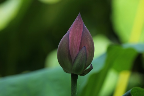 ӳ�պɻ�������-ֲ�ﻨ��