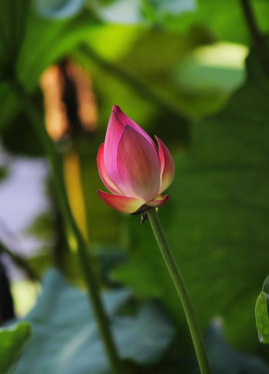 ӳ�պɻ�������-ֲ�ﻨ��