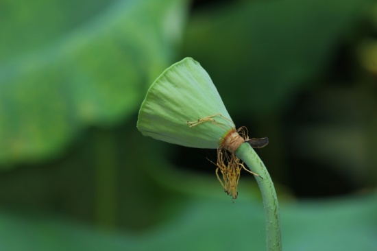 ӳ�պɻ�������-ֲ�ﻨ��