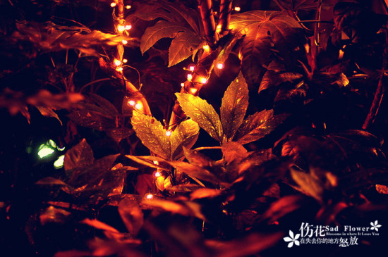 ����ҹ��-������Ӱ