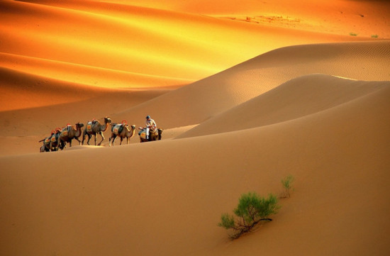 ����ɳĮ-��������