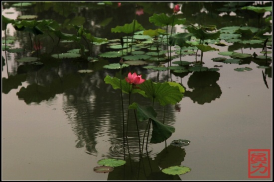 �������-ֲ�ﻨ��