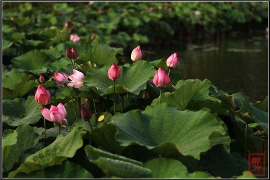 �������-ֲ�ﻨ��