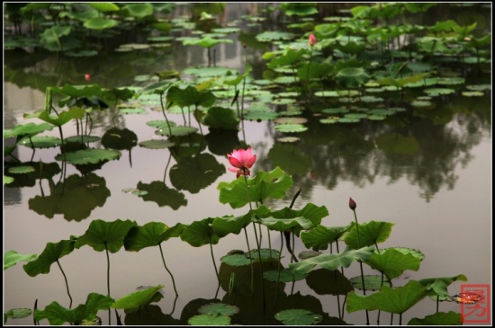 �������-ֲ�ﻨ��