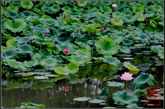 �������-ֲ�ﻨ��