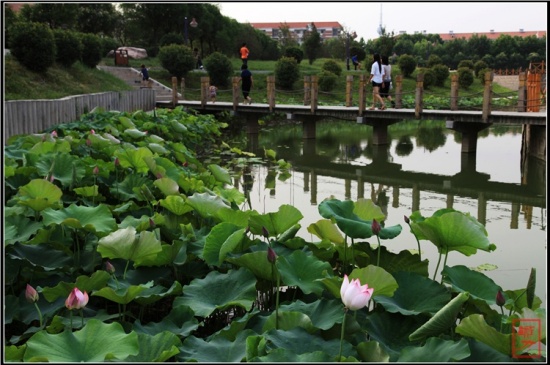 �������-ֲ�ﻨ��