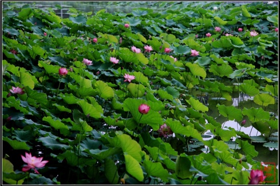 �������-ֲ�ﻨ��