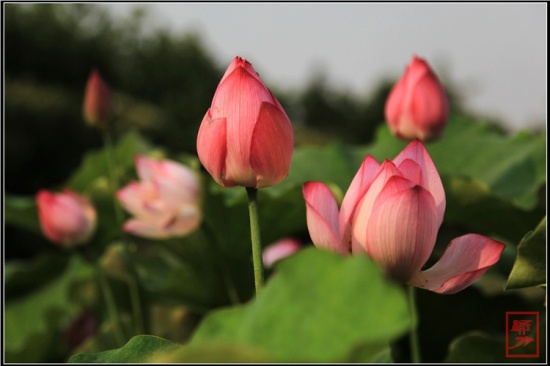 �������-ֲ�ﻨ��