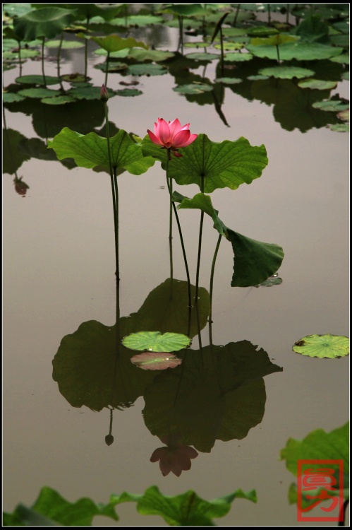 �������-ֲ�ﻨ��