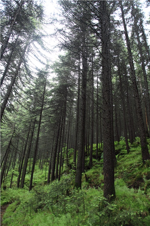 ����«ѿɽ-��Ȼ�羰