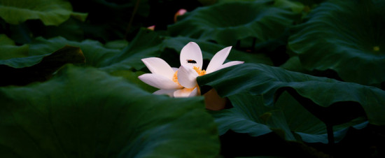 ���۱�ޡ-��Ȼ�羰