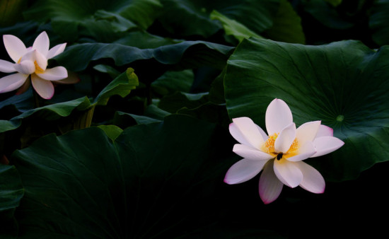 ���۱�ޡ-��Ȼ�羰