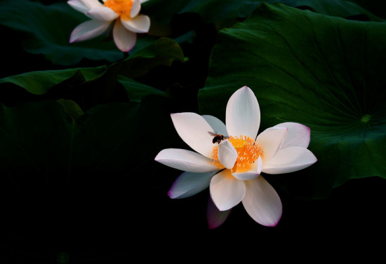 ���۱�ޡ-��Ȼ�羰