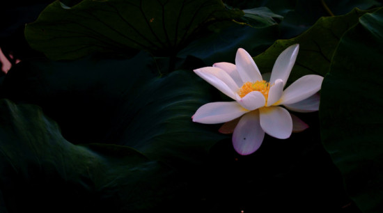 ���۱�ޡ-��Ȼ�羰