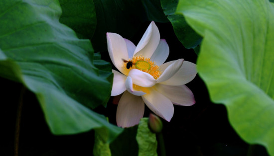 ���۱�ޡ-��Ȼ�羰