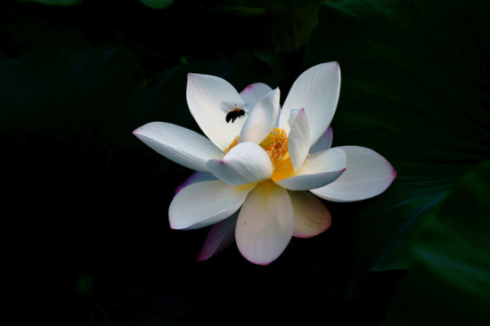 ���۱�ޡ-��Ȼ�羰