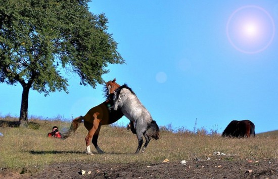 �����Ĵ��ԭ-��Ȼ�羰