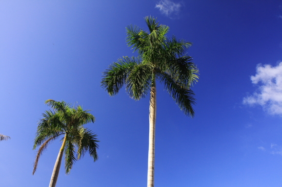 ӡ������-��Ȼ�羰