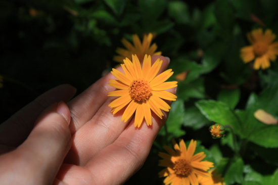 ӡ������-��Ȼ�羰