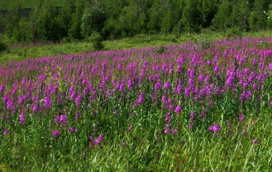 ����ɽ<span class=lxw>[ע: ����ɽȫ�ơ����� ����ɽ����ϵ�ɹ������˼Ϊ���ȵ�ʥˮ��������ɽ��λ�����ɹ��������˰����������������˰�������ɽ´����]</span>��������-ֲ�ﻨ��