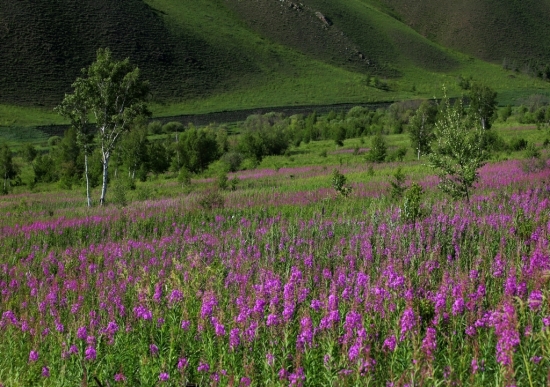 ����ɽ��������-ֲ�ﻨ��