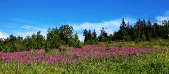 ����ɽ��������-ֲ�ﻨ��