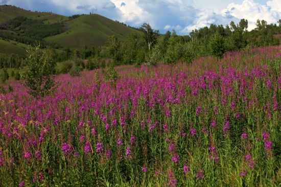 ����ɽ��������-ֲ�ﻨ��