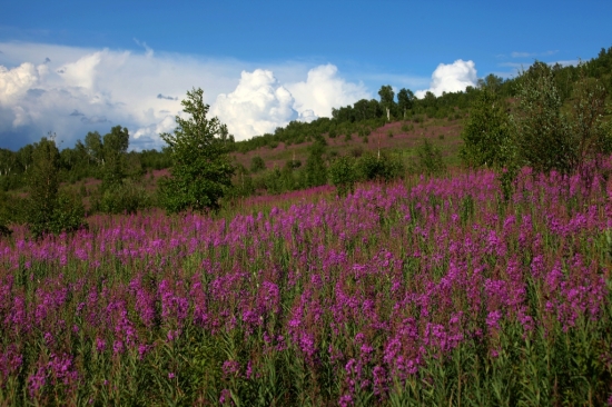 ����ɽ��������-ֲ�ﻨ��