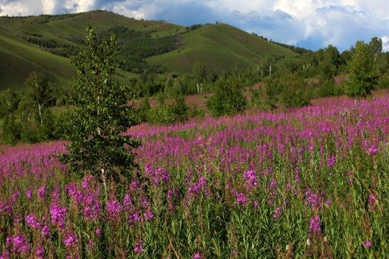 ����ɽ��������-ֲ�ﻨ��