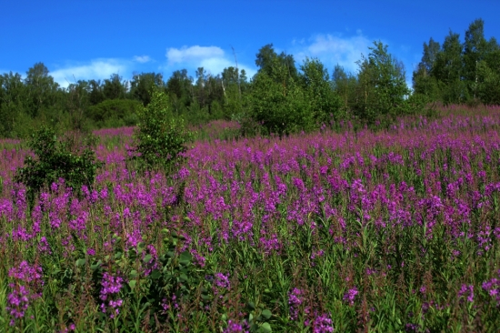 ����ɽ��������-ֲ�ﻨ��