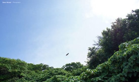 �����굺-��Ȼ�羰