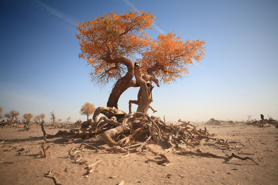 �������ɫ-��������